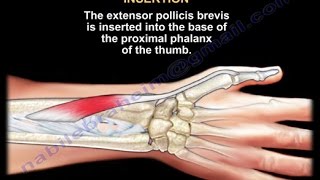 Extensor Pollicis Brevis  Everything You Need To Know  Dr Nabil Ebraheim [upl. by Belvia747]