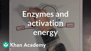 Enzymes and activation energy  Biomolecules  MCAT  Khan Academy [upl. by Everard222]