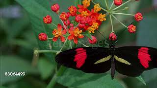 CU Monarch butterfly Danaus plexippus and Postman Butterfly Heliconius melpomene on flower [upl. by Kristin]