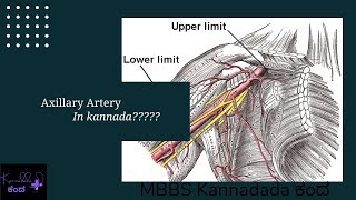 Axillary Artery in kannada  1st year mbbs anatomy anatomy [upl. by Salokcin921]