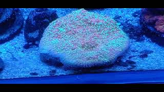 ph controller reef tank stylophora [upl. by Aydin]