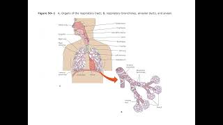 Fundamentals of Nursing  Lecture 20 Oxygenation  Part 1 [upl. by Nnateragram657]