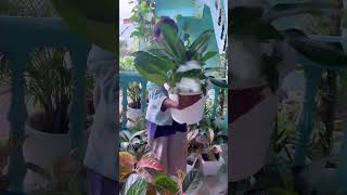 Aglaonema plants available now grab yours shortvideo ytshorts plantlover aglonema [upl. by Ellek]