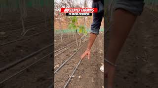 What is Multilayer Farming by Akash Chourasia in Bundelakhand MP multilayerfarming organicfarming [upl. by Esilahs]