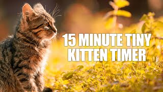 15 Minute Timer  Fifteen Minute Tiny Kitten Timer  Kitten Meowing Alarm Sound [upl. by Eleirbag]