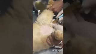 Urolithiasis in cat احتباس بول نتيجة حصوات بالمثانة بقط ذكر [upl. by Gariepy964]