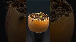 Growing Seeds in Egg Shell  TIMELAPSE garden timelapse plants [upl. by Ashely]