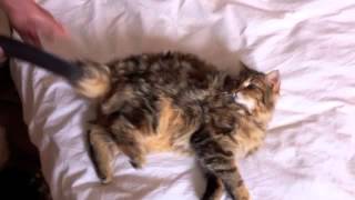 Comment nettoyer un chat avec un aspirateur [upl. by Naesal]