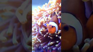 Clownfish and anemones clownfish ocean [upl. by Tfat536]