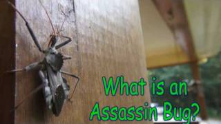 Assassin Bugs in the Garden Caution [upl. by Lust]