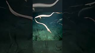 Eels spawning on an undersea mountain [upl. by Tomlin]