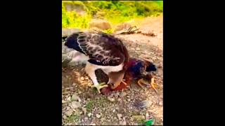 Must Watch birds animals hunts nature wildlife amazing shorts youtubeshorts [upl. by William430]