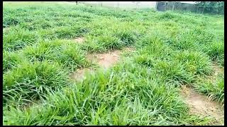 Mulato 2 grass pasture Pretzels farm ijebu Ogun state [upl. by Averir232]