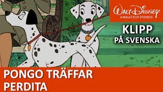 Pongo träffar Perdita  Pongo och de 101 dalmatinerna  Disneyklassiker Sverige [upl. by Aiyekal]