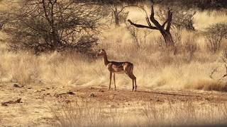 Wild nature is ruthless Crying mother antelope and cheetah who just killed her baby [upl. by Nay]