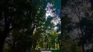 The Sounds of Nature  📍Mamalakkandam kerala nature forest travel kerala viralvideo trending [upl. by Saraann]