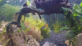 Aquarium simple poecilia reticulata guppy [upl. by Knowland]