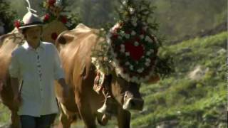 Almabtrieb Zillertal Tirol  Österreich 🐮 [upl. by Letney]