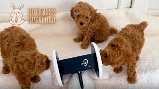 ASMR  Puppies nibbles on your ears for sweet and tingly relaxation🐶 cuteness overload🥰 [upl. by Relda]