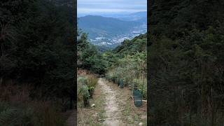 凌霄徑 Sky Trail Kadoorie Farm hongkong [upl. by Frodina]