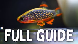 Species Spotlight Celestial Pearl Danio Care  Breeding Guide [upl. by Elockcin]