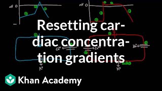 Resetting cardiac concentration gradients  Circulatory system physiology  NCLEXRN  Khan Academy [upl. by Woodman]