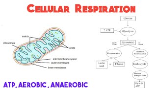 Cellular respiration  Grade 11 Life Sciences [upl. by Niltak]