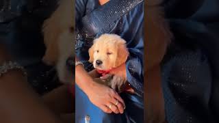 Leoni patakhe fodi dog vlog funny doglover diwali aanganbadi comedy aaganbadi dogsworld [upl. by Ottilie]