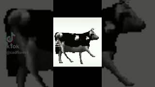 Polish cow fypviralpolishcowsong [upl. by Noma]