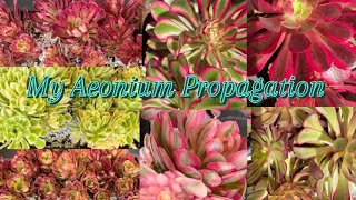 My Aeonium Propagation [upl. by Corene]