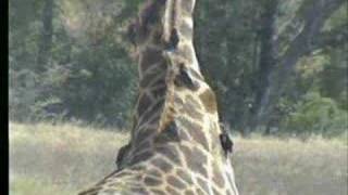 71807 1230pm giraffe with oxpeckers doing their job [upl. by Dagall]