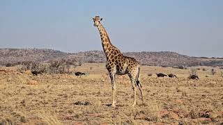 Zonnebloem Game Farm video 2 part of the Kruger Family Vredefort in the Free State South Africa 🇿🇦 [upl. by Atneuqal]