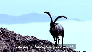 National Animal of Pakistan  مارخور  Story Of Markhor  Markhor Fight  Pakistan ka qomi janwar [upl. by Rochemont]