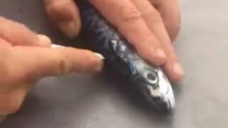 HOW TO RIG STICK BAITS FOR GIANT BLUEFIN TUNA [upl. by Aelanej]