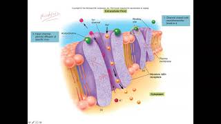 Unit 1 Part 13 Nicotinic and Muscarinic Receptors [upl. by Euqirdor667]