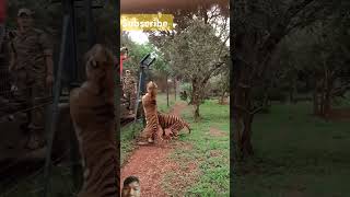 Tigers are entertaining tiger animals zoo [upl. by Bihas382]