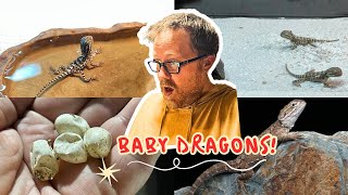 How to Setting up baby RANKINS DRAGONS [upl. by Releehw]