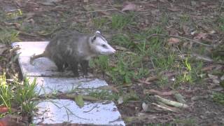 Possums mating in South Florida back yard [upl. by Mahmud]