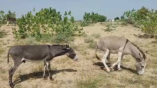 Donkeys enjoying in [upl. by Mccarty]