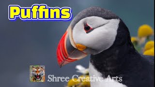 quotPuffins The Adorable Seabirds of the Northquot [upl. by Apfel]