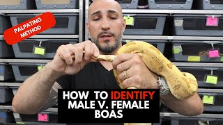 WHAT IN THE HEMIPENES How to identify male and female boas by palpating [upl. by Kariotta]