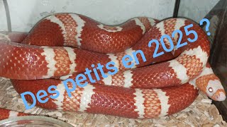 Mes lampropeltis abnorma  ex triangulum hondurensis fauxcorail du Honduras 😍🔥🔥 vid22 [upl. by Carry737]