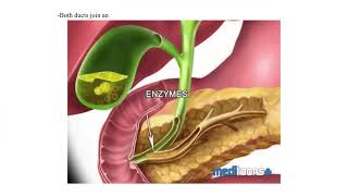 Digestion in the small intestine [upl. by Sulecram]