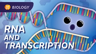 Transcription How mRNA Helped Save Lives Crash Course Biology 34 [upl. by Rabassa328]