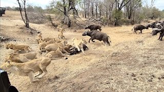 An EPIC SIGHTING Battle between lions and buffalo 🦁🐃🤠 [upl. by Malynda]