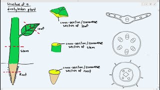 71 Types of Dicotyledon Plant Tissues Cambridge AS A Level Biology 9700 [upl. by Chesney93]