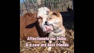 Affectionate Shiba and a Cow Becomes Best Friends [upl. by Morena]