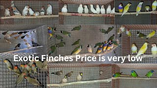 Exotic Finches Price is very low  Mask finch Gouldian finch  Albino Longtail  parrot finch [upl. by Klemm473]