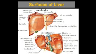 Surfaces of the Liver [upl. by Nylahs502]