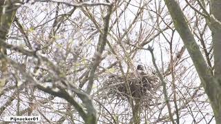 Raven Nest [upl. by Kinghorn340]